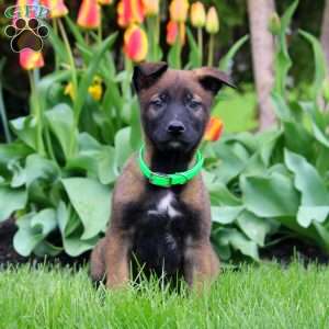 Nelson, Belgian Malinois Puppy