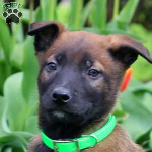 Nelson, Belgian Malinois Puppy
