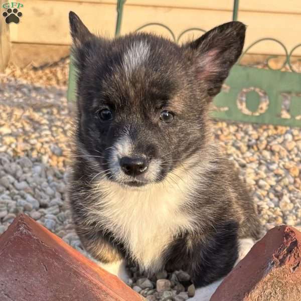 Nemo, Pembroke Welsh Corgi Puppy