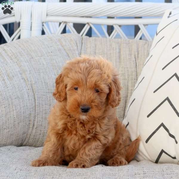 Nick-F1B, Mini Goldendoodle Puppy