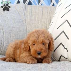 Nick-F1B, Mini Goldendoodle Puppy
