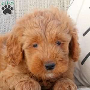 Nick-F1B, Mini Goldendoodle Puppy