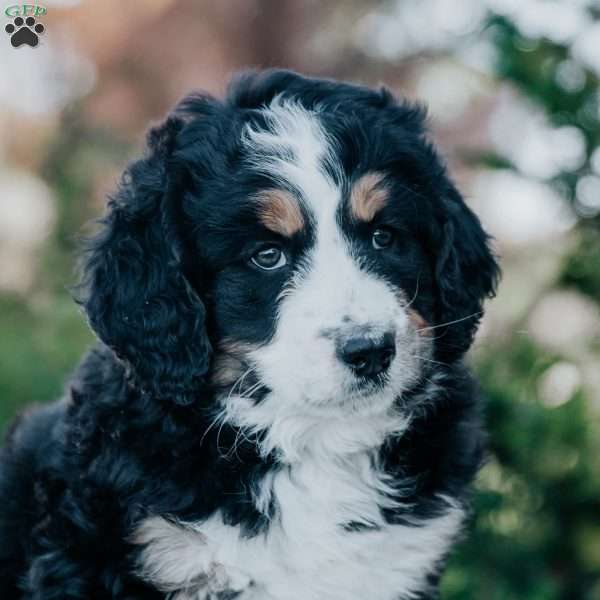 Nicki, Bernedoodle Puppy