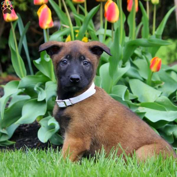 Nico, Belgian Malinois Puppy