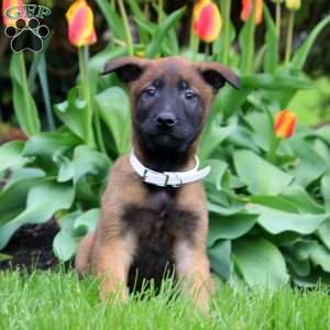 Nico, Belgian Malinois Puppy
