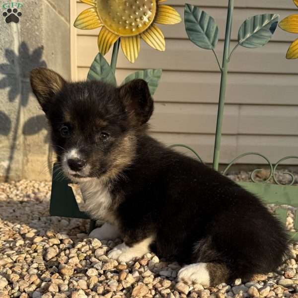 Nico, Pembroke Welsh Corgi Puppy