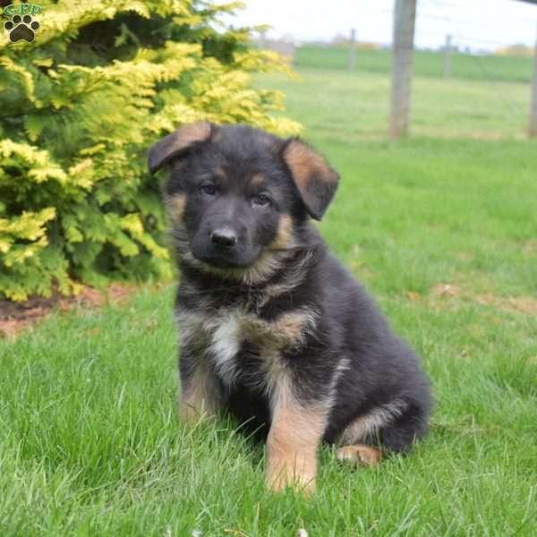 Nike, German Shepherd Puppy