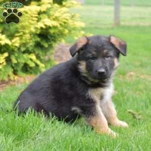 Nike, German Shepherd Puppy