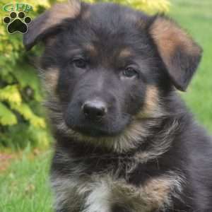 Nike, German Shepherd Puppy