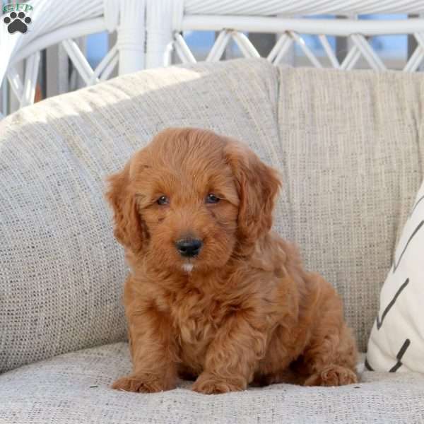 Niko-F1B, Mini Goldendoodle Puppy