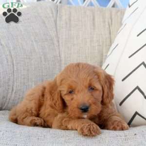 Niko-F1B, Mini Goldendoodle Puppy
