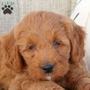 Niko-F1B, Mini Goldendoodle Puppy