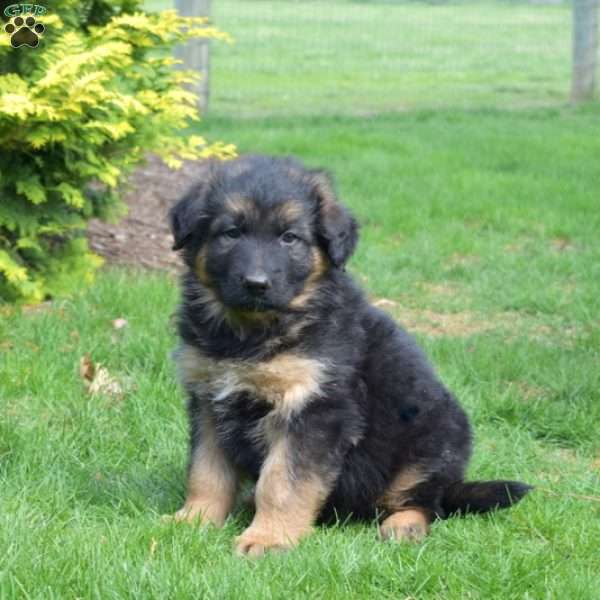 Ninja, German Shepherd Puppy
