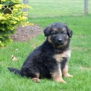 Ninja, German Shepherd Puppy