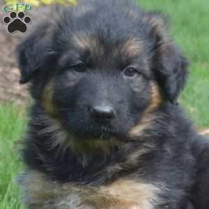 Ninja, German Shepherd Puppy