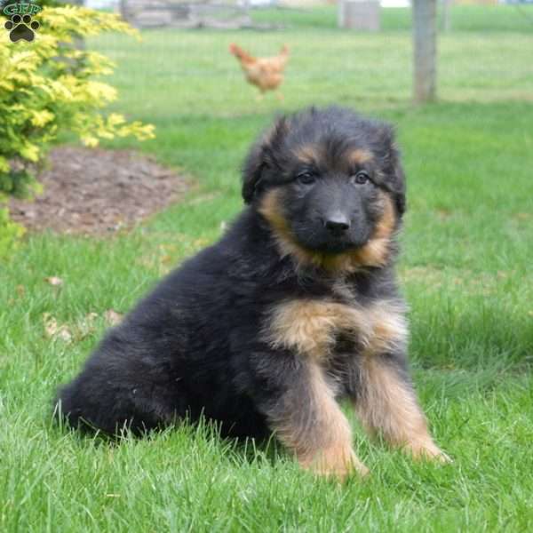Nitro, German Shepherd Puppy