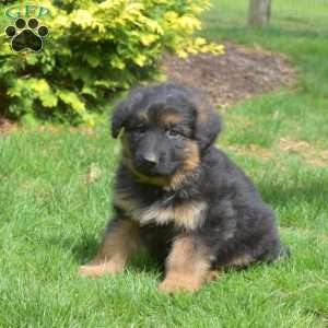 Nitro, German Shepherd Puppy
