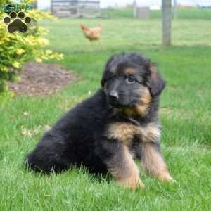 Nitro, German Shepherd Puppy
