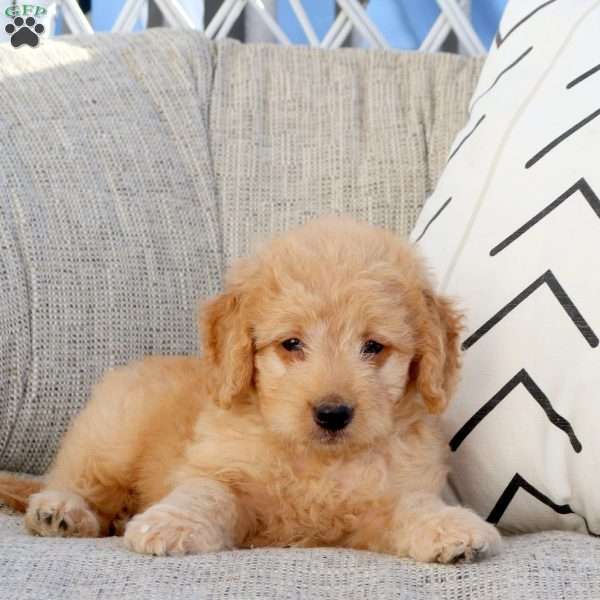 Nixon-F1B, Mini Goldendoodle Puppy