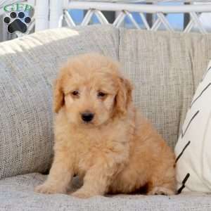 Nixon-F1B, Mini Goldendoodle Puppy