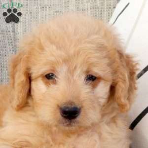 Nixon-F1B, Mini Goldendoodle Puppy