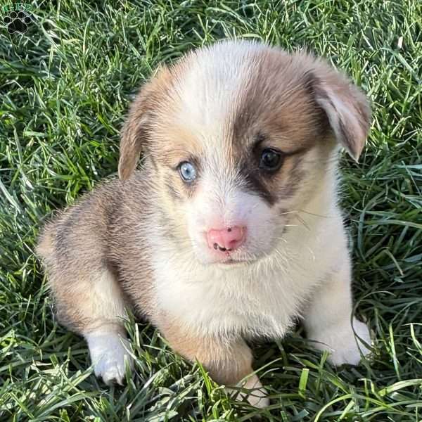 Noah, Pembroke Welsh Corgi Puppy