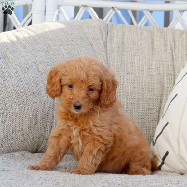 Noelle-F1B, Mini Goldendoodle Puppy
