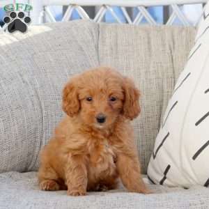 Noelle-F1B, Mini Goldendoodle Puppy