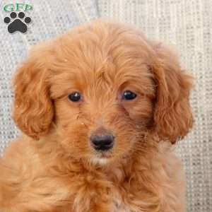Noelle-F1B, Mini Goldendoodle Puppy