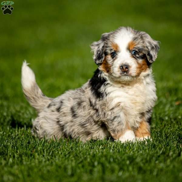 Noli, Mini Bernedoodle Puppy