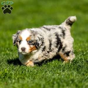 Noli, Mini Bernedoodle Puppy
