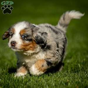 Noli, Mini Bernedoodle Puppy