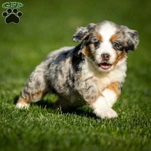 Noli, Mini Bernedoodle Puppy