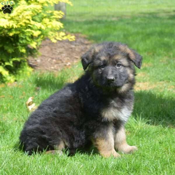 Nova, German Shepherd Puppy