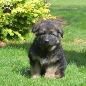 Nova, German Shepherd Puppy