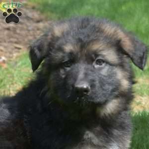 Nova, German Shepherd Puppy
