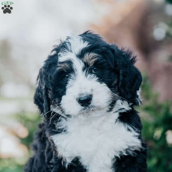 Nox, Bernedoodle Puppy
