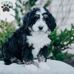 Nox, Bernedoodle Puppy