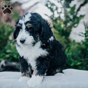 Nox, Bernedoodle Puppy