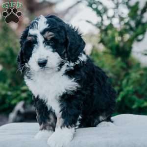 Nox, Bernedoodle Puppy