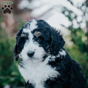 Nox, Bernedoodle Puppy