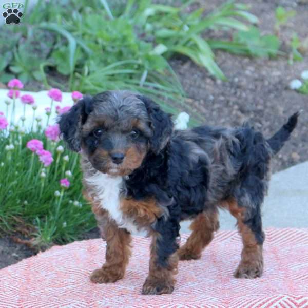 Oakley, Cavapoo Puppy