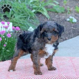 Oakley, Cavapoo Puppy