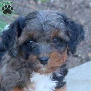 Oakley, Cavapoo Puppy