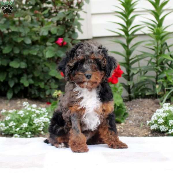 Oakley, Cavapoo Puppy