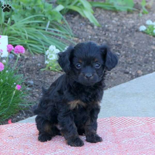 Odin, Cavapoo Puppy