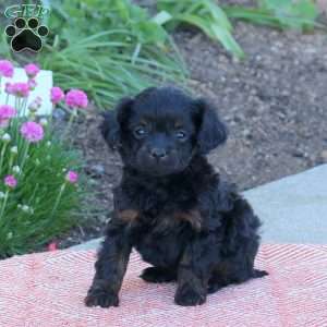 Odin, Cavapoo Puppy