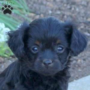 Odin, Cavapoo Puppy