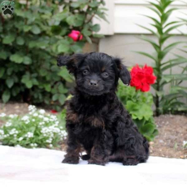 Odin, Cavapoo Puppy