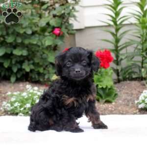 Odin, Cavapoo Puppy